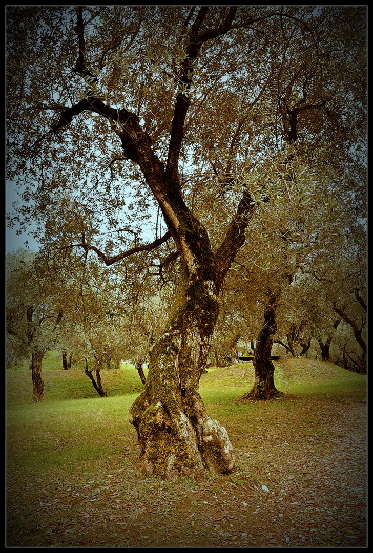 ... Olivenhain am Gardasee ...