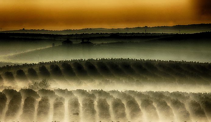 Olivenhain am Morgen 