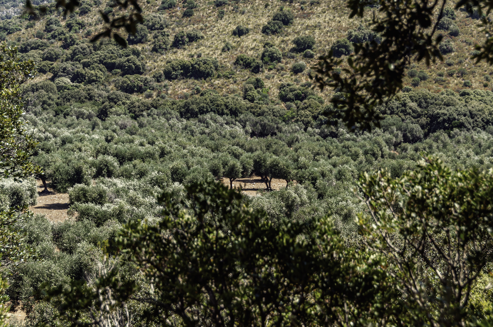Olivenhain an der Straße der Oliven