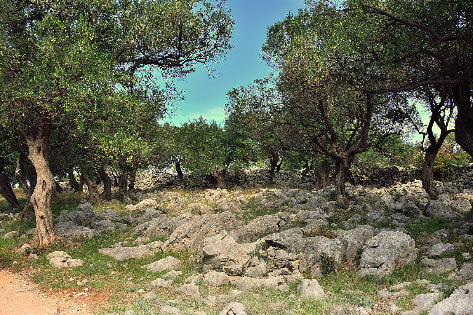 Olivenhain auf der Insel Pag - Kroatien