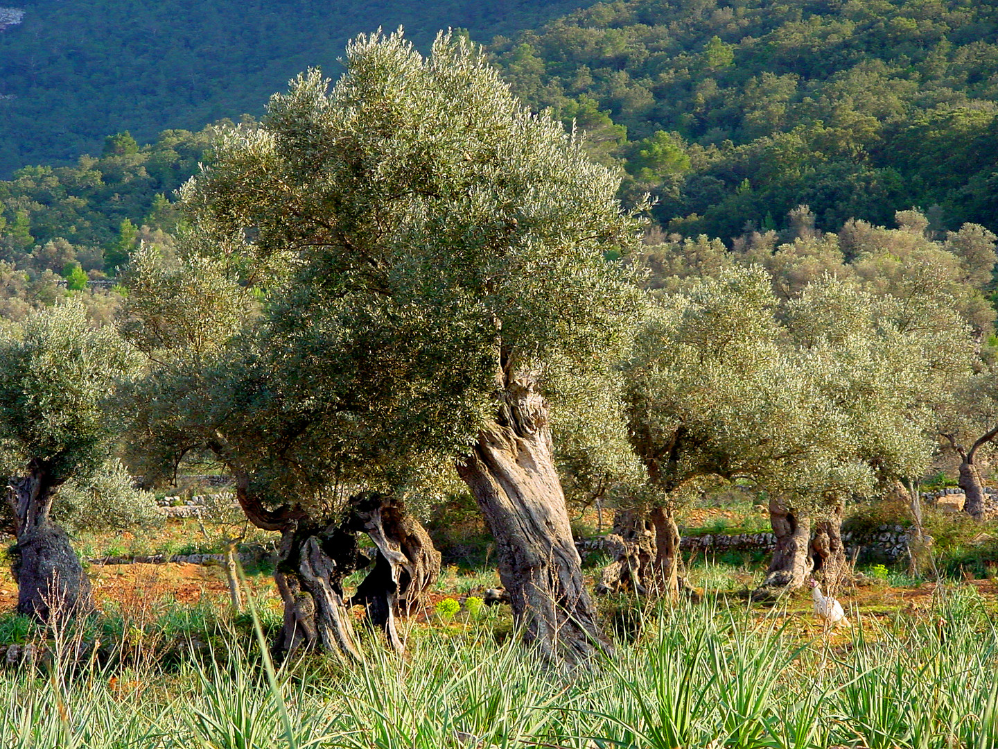 Olivenhain auf Mallorca