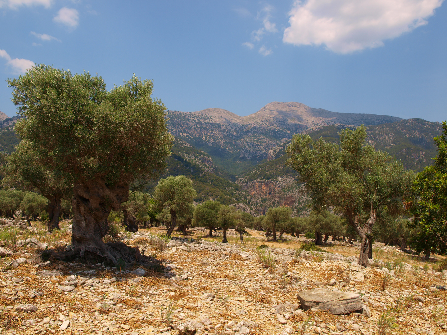 Olivenhain auf Mallorca (unbearbeitet)
