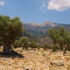 Olivenhain auf Mallorca (unbearbeitet)