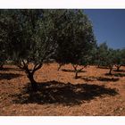 Olivenhain auf rotere Erde