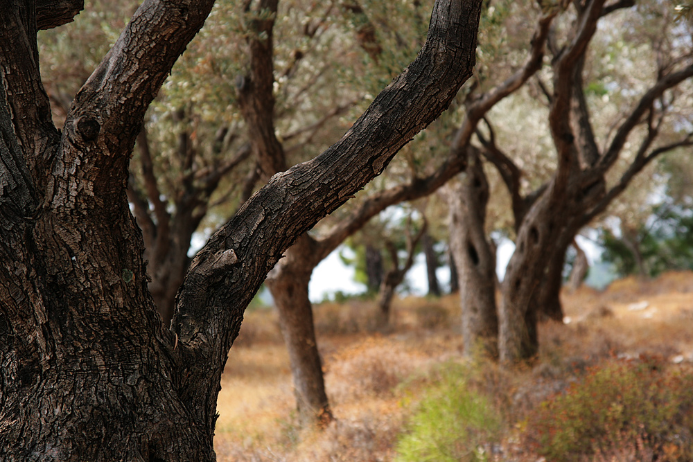 Olivenhain auf Samos