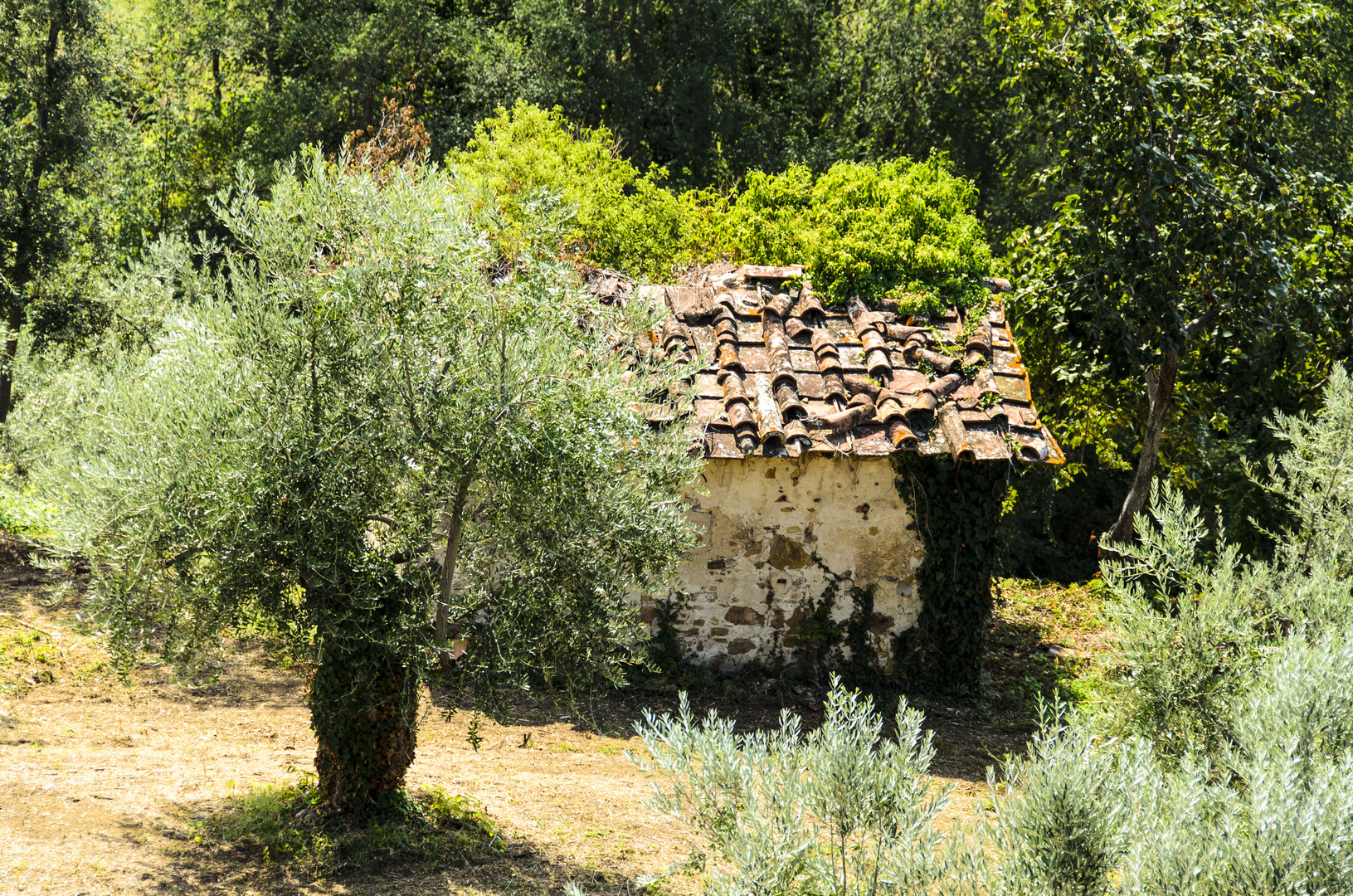 Olivenhain bei Florenz