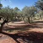 Olivenhain bei Glanum