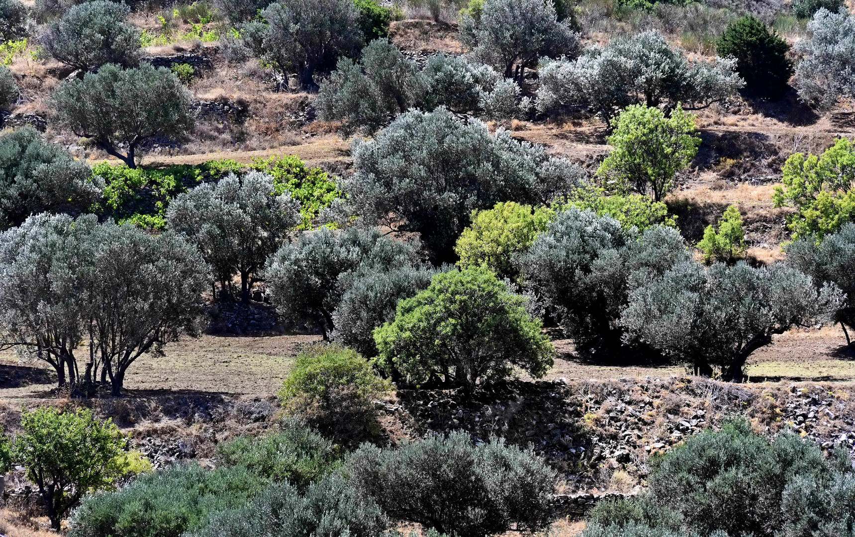 Olivenhain bei Lefkes Paros