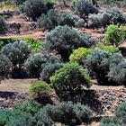 Olivenhain bei Lefkes Paros