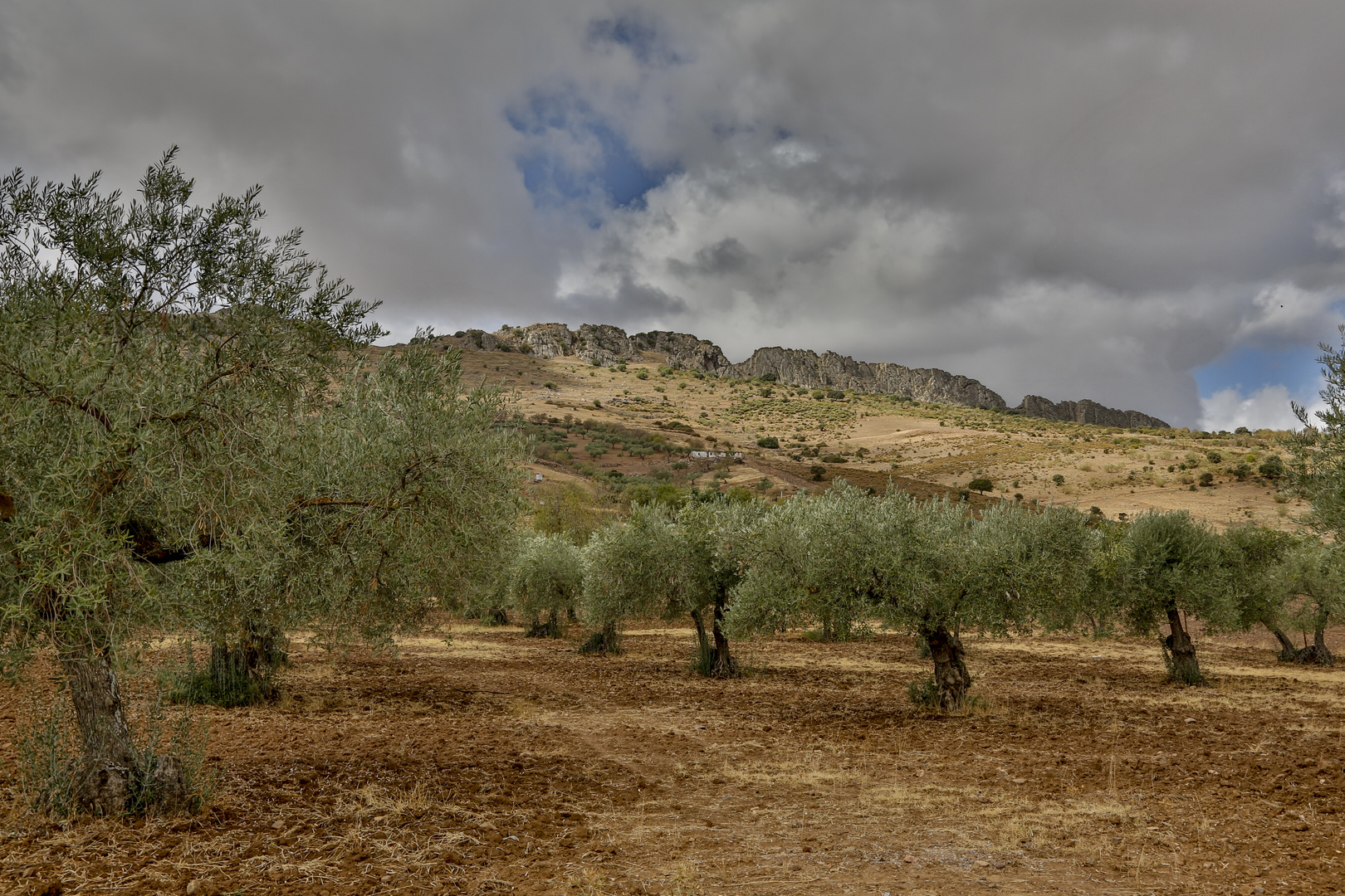 Olivenhain bei Zafra (Extremadura)