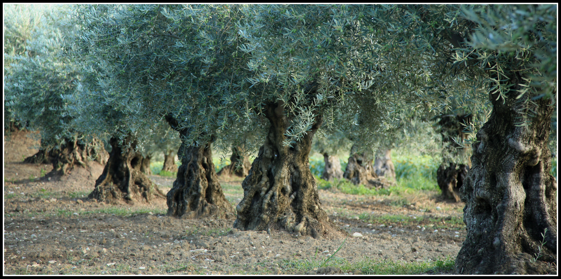 Olivenhain Frankreich