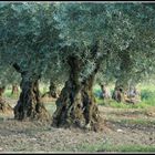 Olivenhain Frankreich
