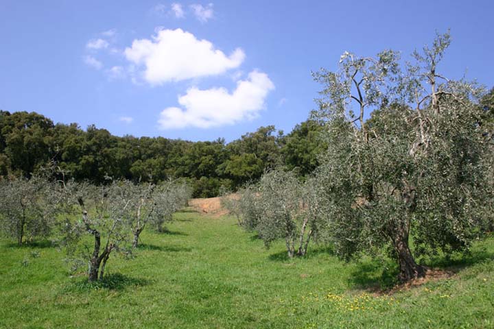 Olivenhain im Aufbruch