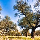 Olivenhain im Frühling
