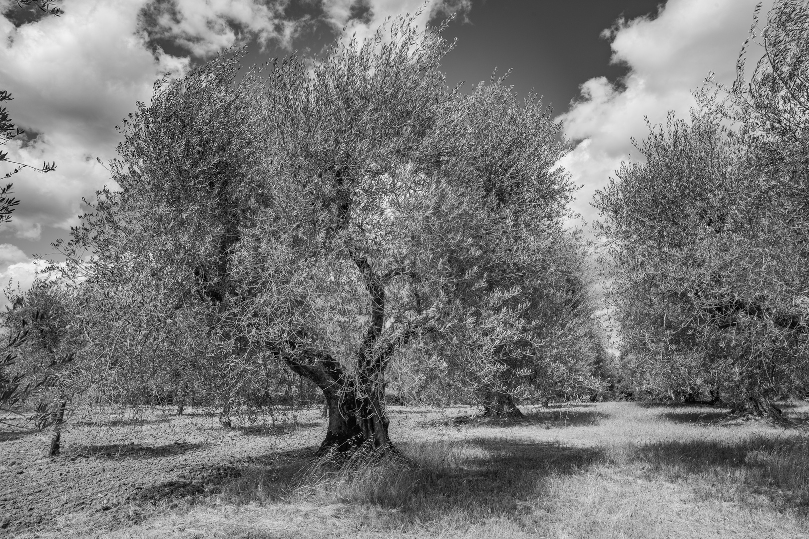 Olivenhain im Val 'Orcia No.2