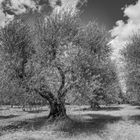 Olivenhain im Val 'Orcia No.2