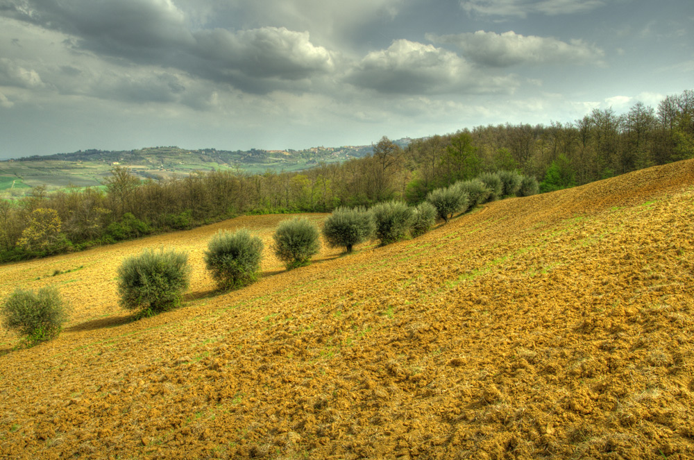 Olivenhain in der Toscana