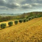 Olivenhain in der Toscana