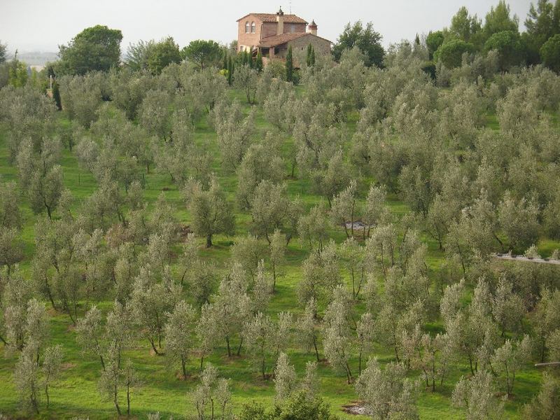 Olivenhain in der Toscana