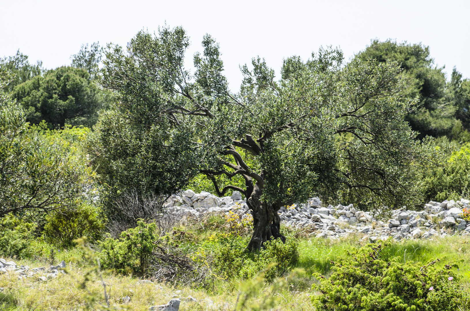 Olivenhain in Kroatien auf der Insel Ciovo