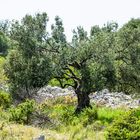 Olivenhain in Kroatien auf der Insel Ciovo