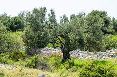 Olivenhain in Kroatien auf der Insel Ciovo