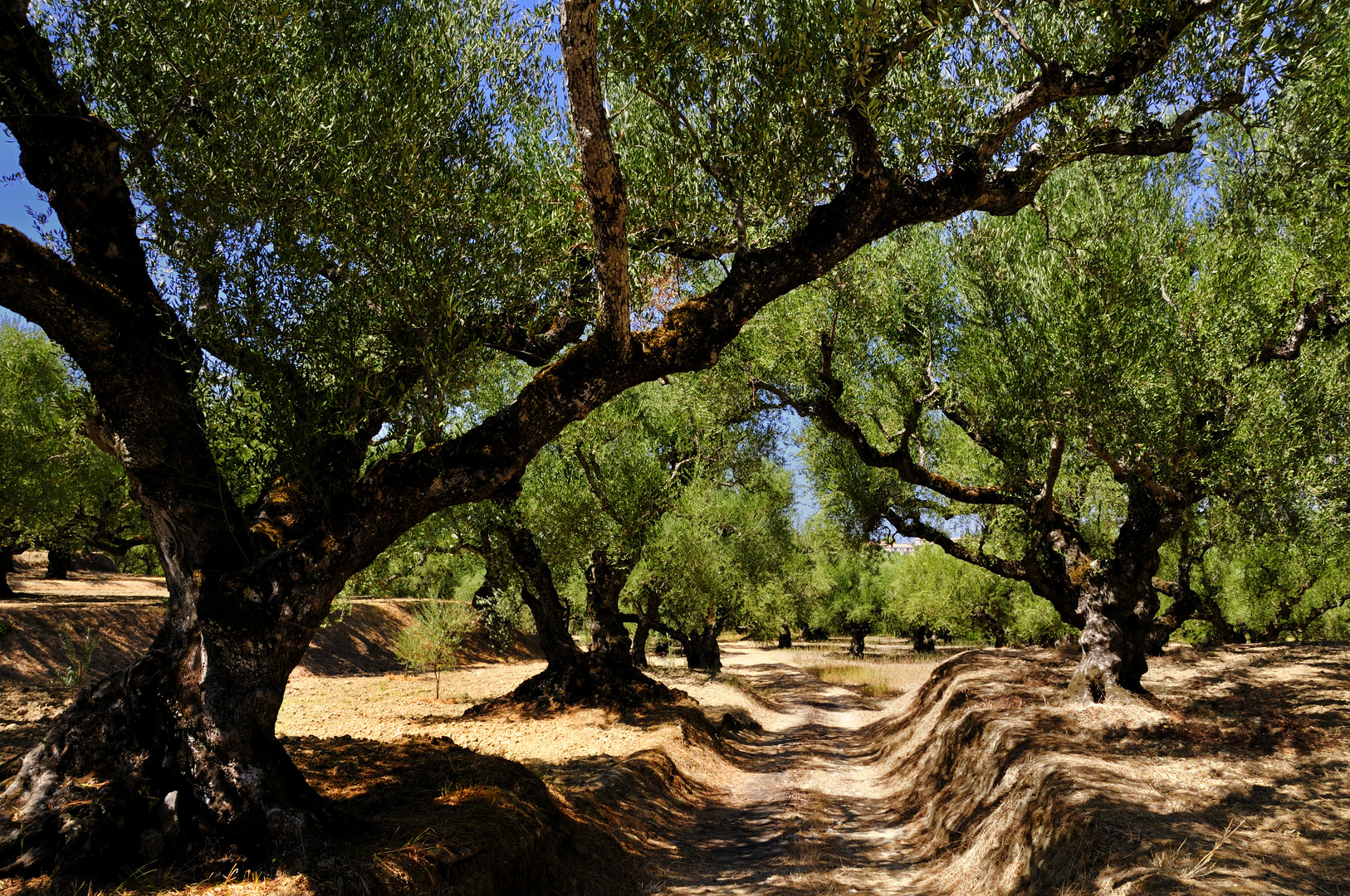 Olivenhain in Zakyntos