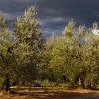 Olivenhain nahe Montepulciano