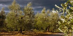 Olivenhain nahe Montepulciano
