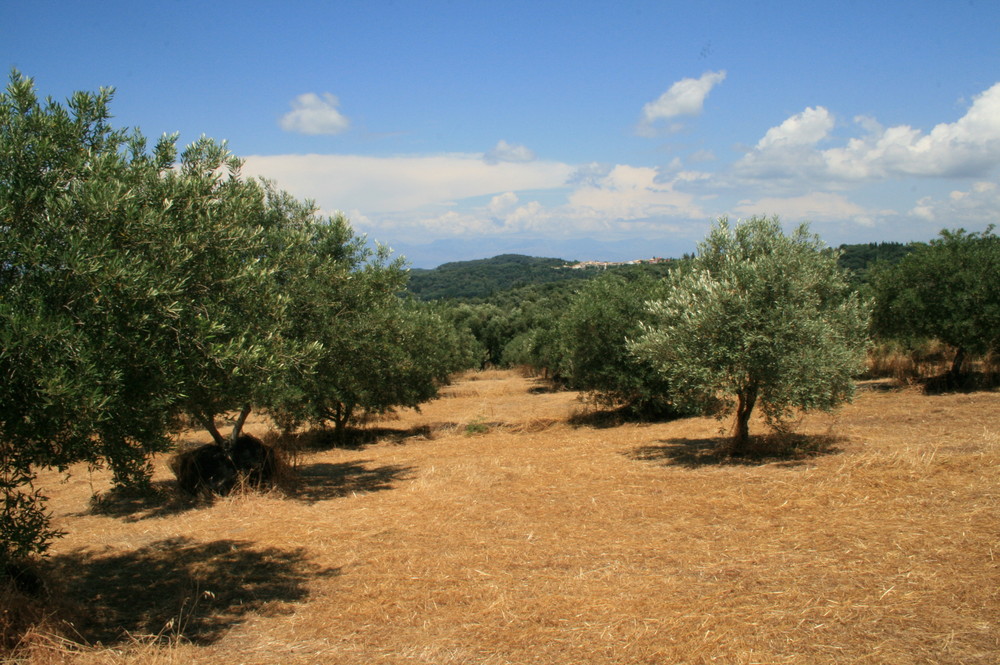 Olivenhain überm Meer