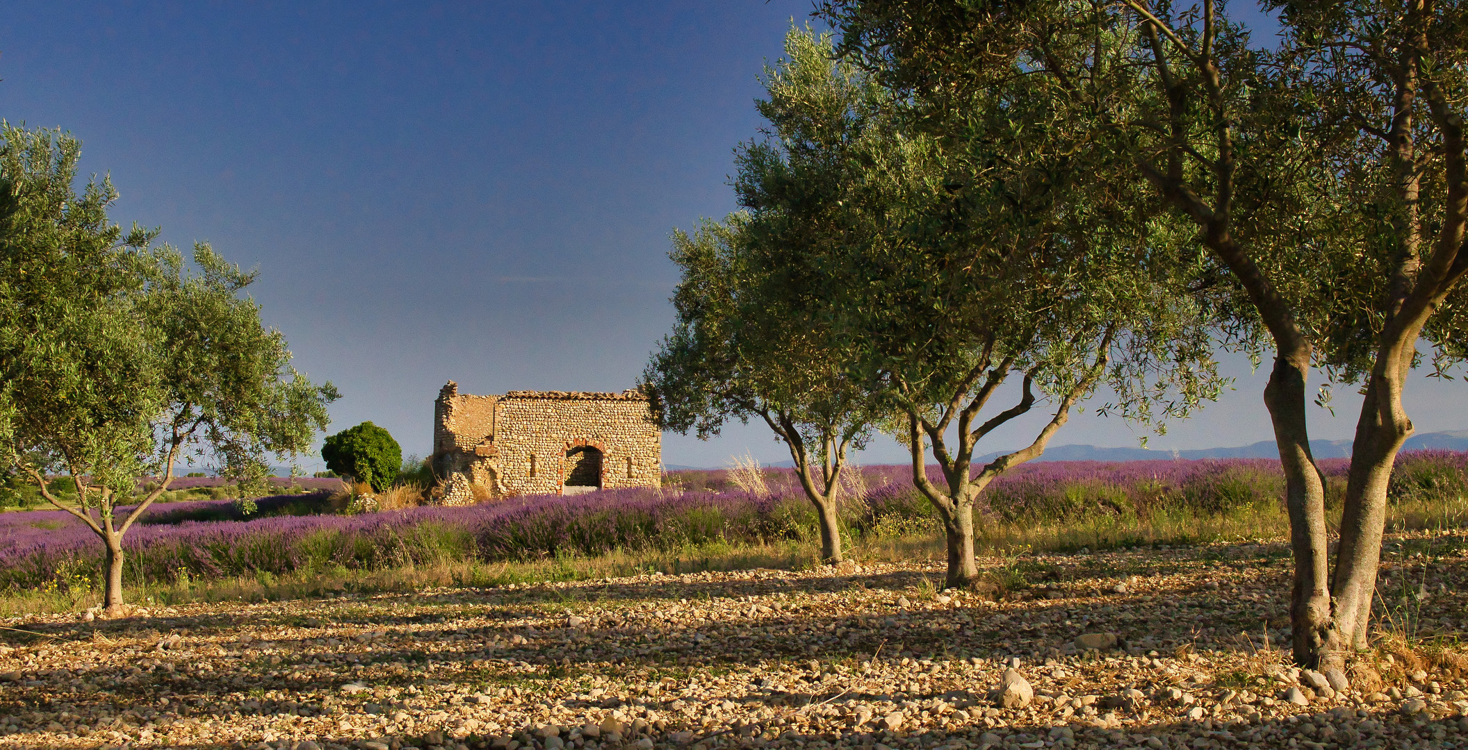 Olivenhain und Lavendel