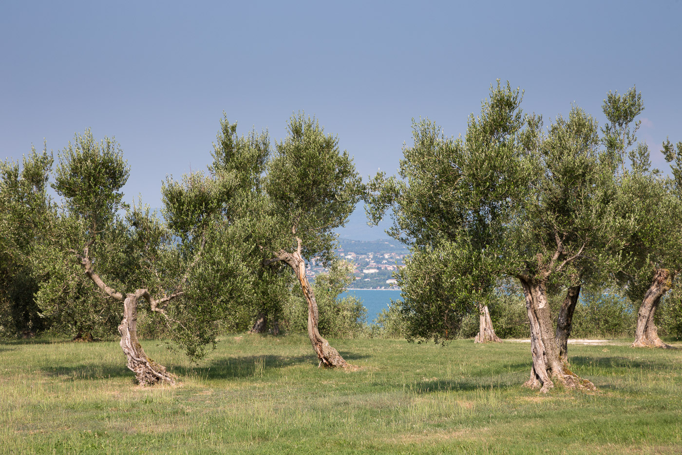 Olivenhaine in Sirmione