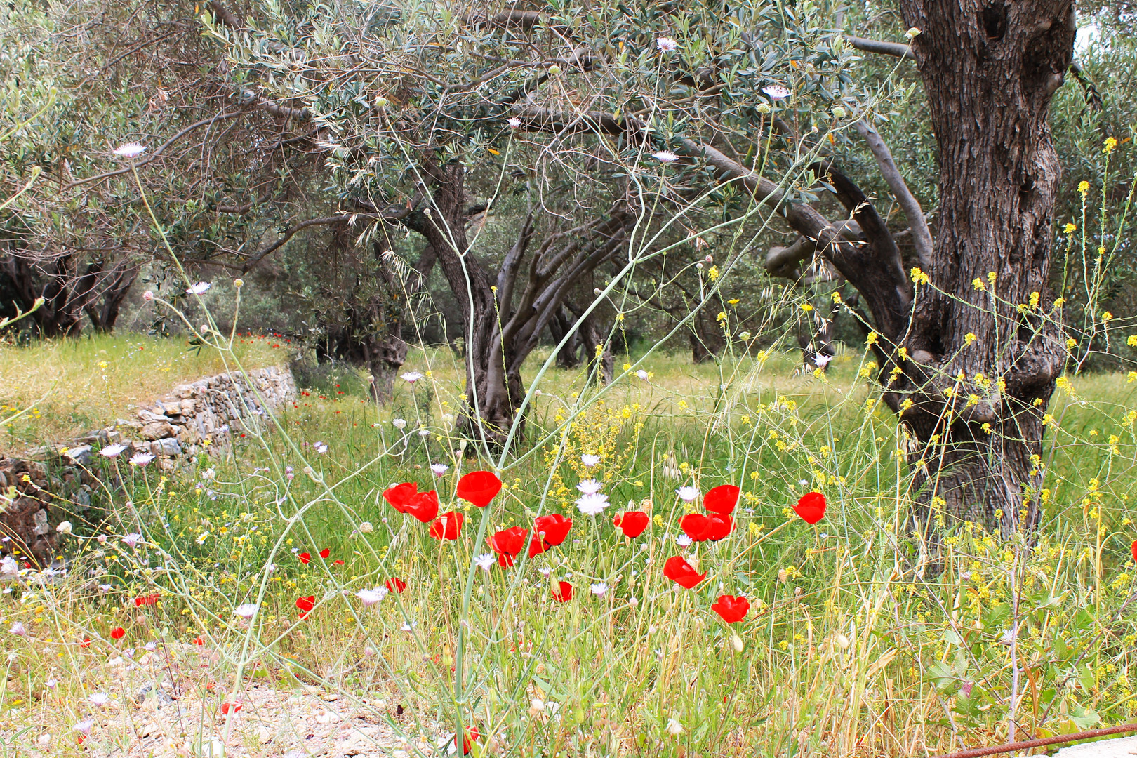 Olivenhain_Samos