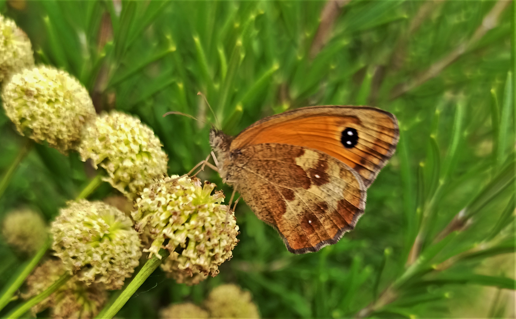 Olivenkraut und Schmetterling