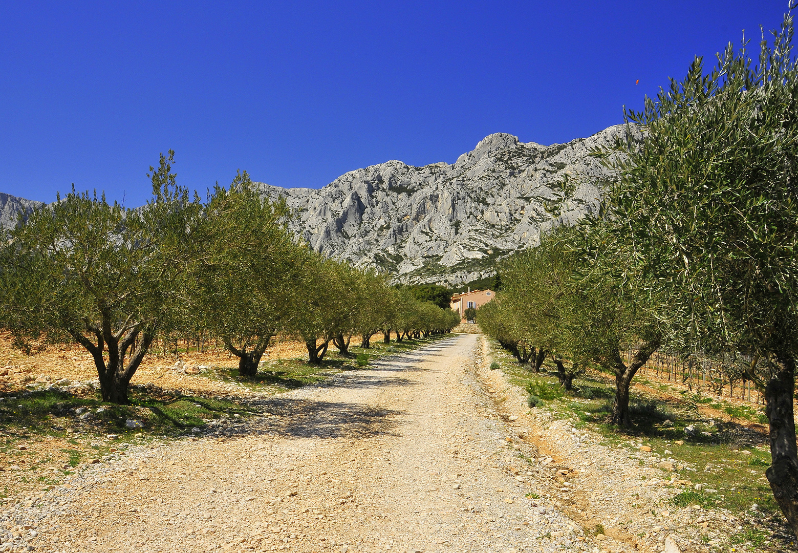 Olivenplantage am Montagne de Victoire