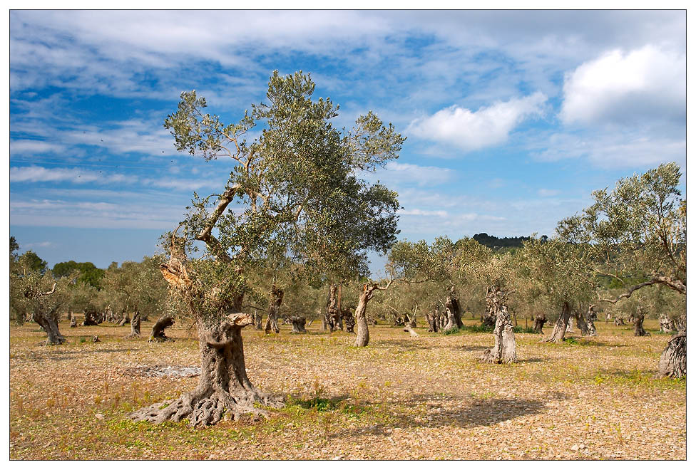 Olivenplantage auf Mallorca