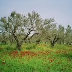 Olivenplantage mit Mohn