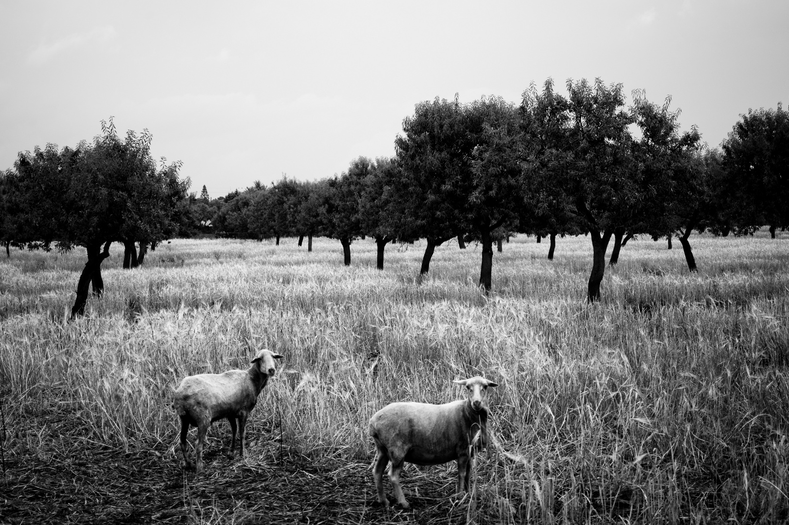 Olivenplantage mit Schafen