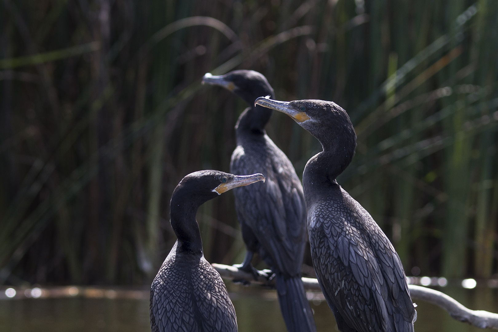 Olivenscharbe (Cormoran neotropical)