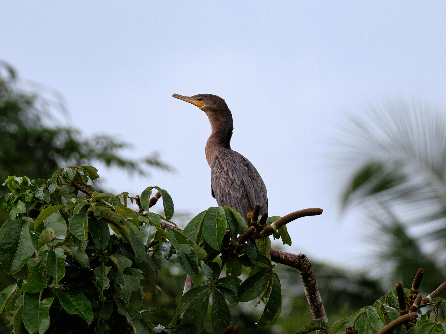 Olivenscharbe (Kormoran)