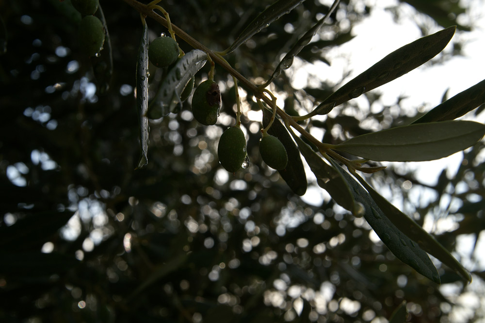 Olivenzweig nach reinigendem Regen