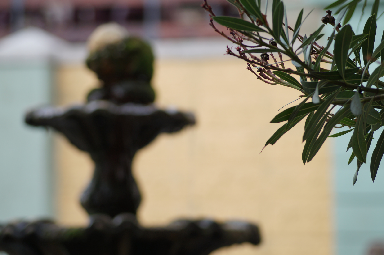 Olivenzweig vor einem Brunnen