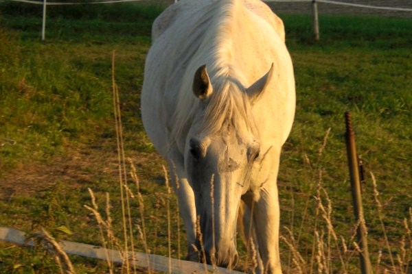 Oliver auf Koppel im SOnnenuntergang