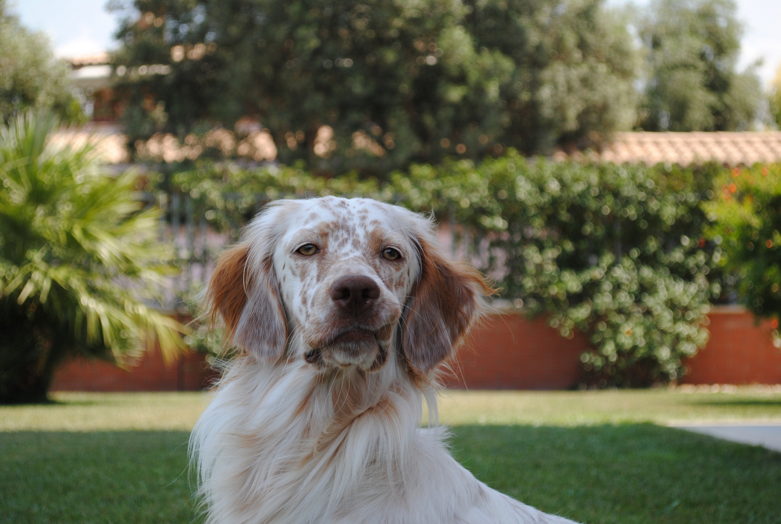 oliver e le sue facce buffe