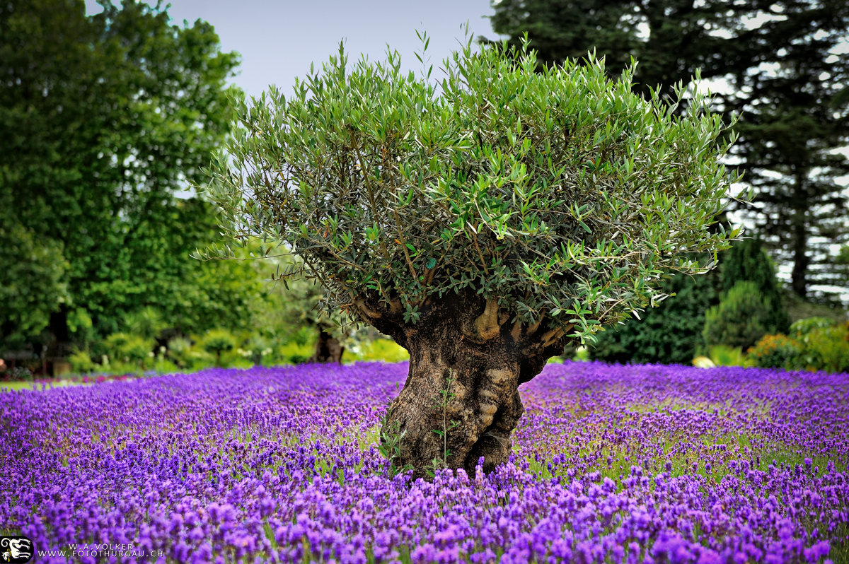 Oliver und Lavendel auf der Mainau