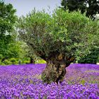 Oliver und Lavendel auf der Mainau