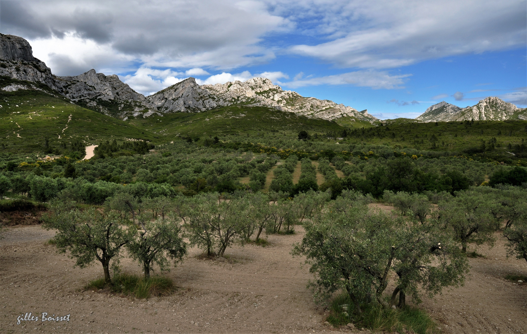 Oliveraie dans les Alpilles