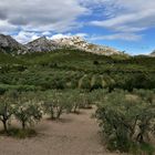 Oliveraie dans les Alpilles