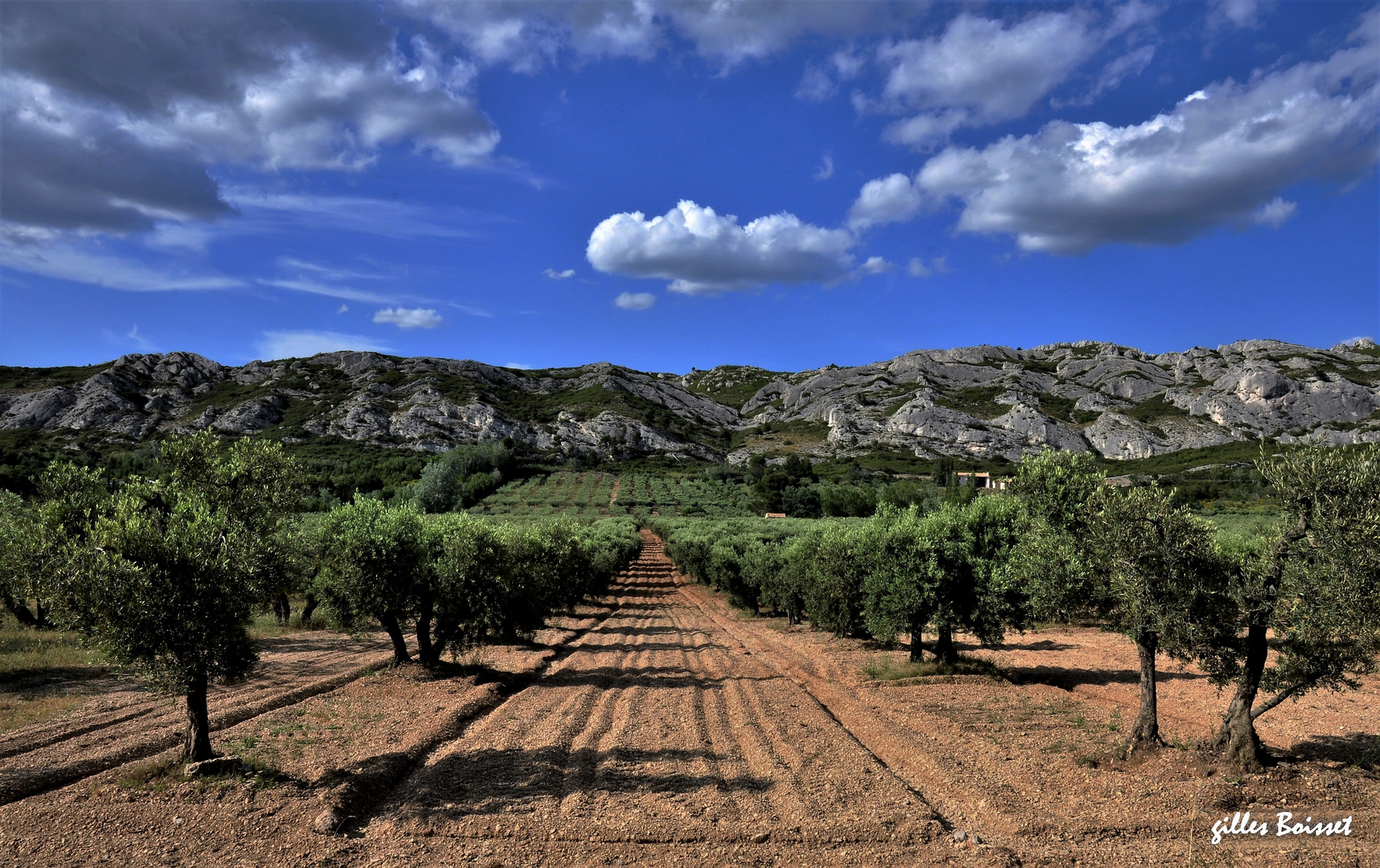 oliveraie dans les Alpilles