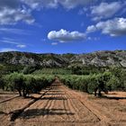 oliveraie dans les Alpilles